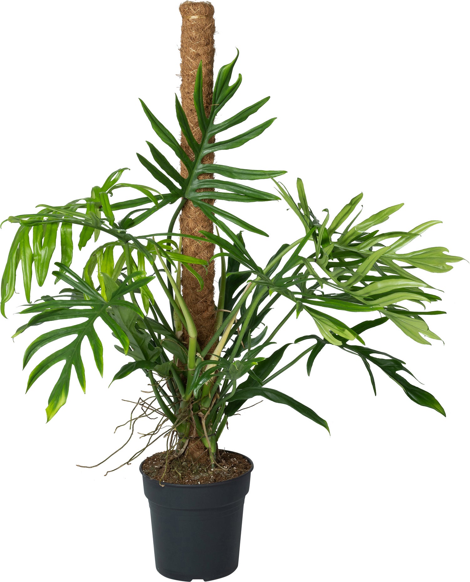 Philodendron op mosstok (Philodendron elegans 'Trixi') D 24 H 120 cm