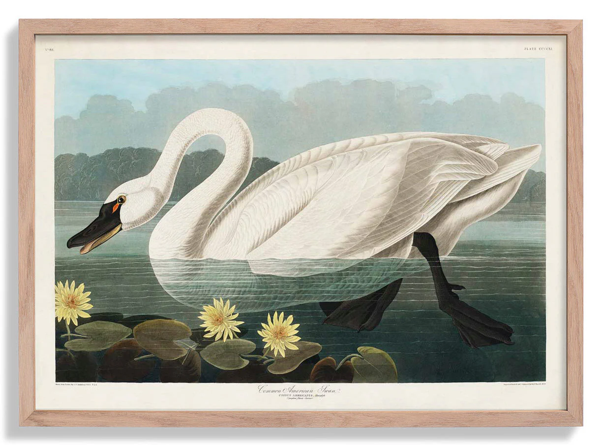 Gewöhnlicher amerikanischer Schwan Kunstdruck