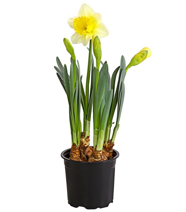 Narzisse 'Goblet'