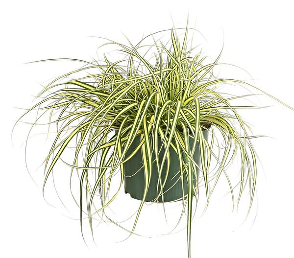 Garten-Segge 'Evergold'