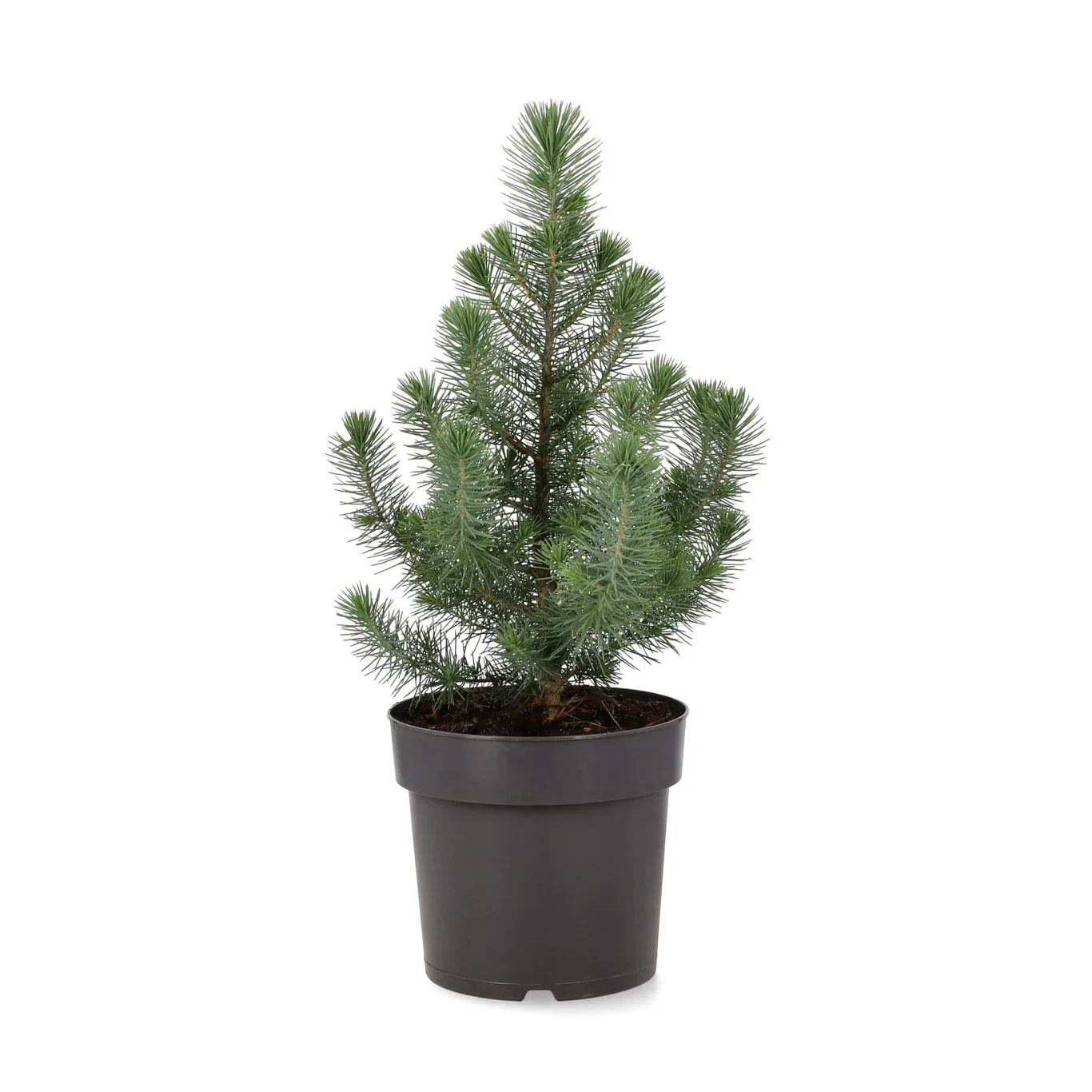 Pinus pinea 'Silver Crest' 17 cm Pinje 'Silver Crest' Høyde 60 cm