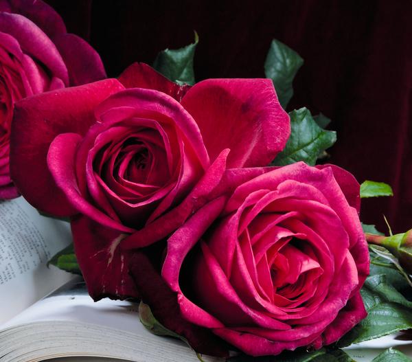 Edelrose 'J.W.v. Goethe Rose®'