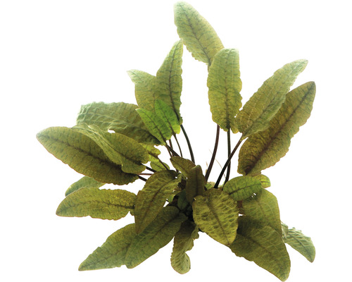 Brown Water Trumpet - Cryptocoryne wendtii brown