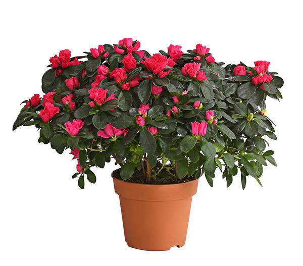 Zimmerazalee - Rhododendron simsii, Busch,