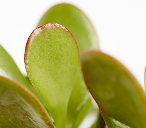 Dickblatt - Crassula cultivars, verschiedene
