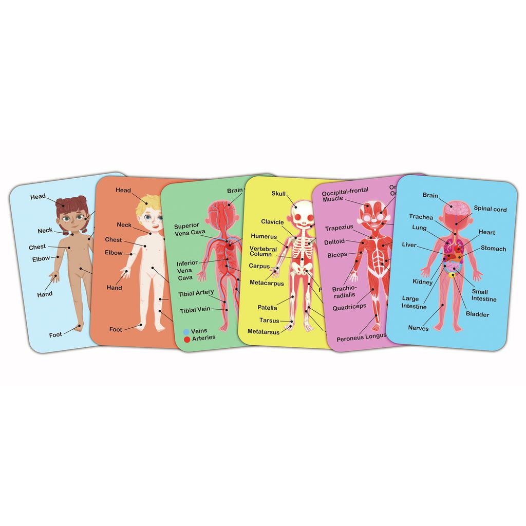 Hape Magnetisches Puzzle - Menschlicher Körper