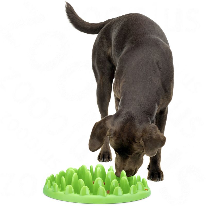 Gamelle Northmate Green Feeder