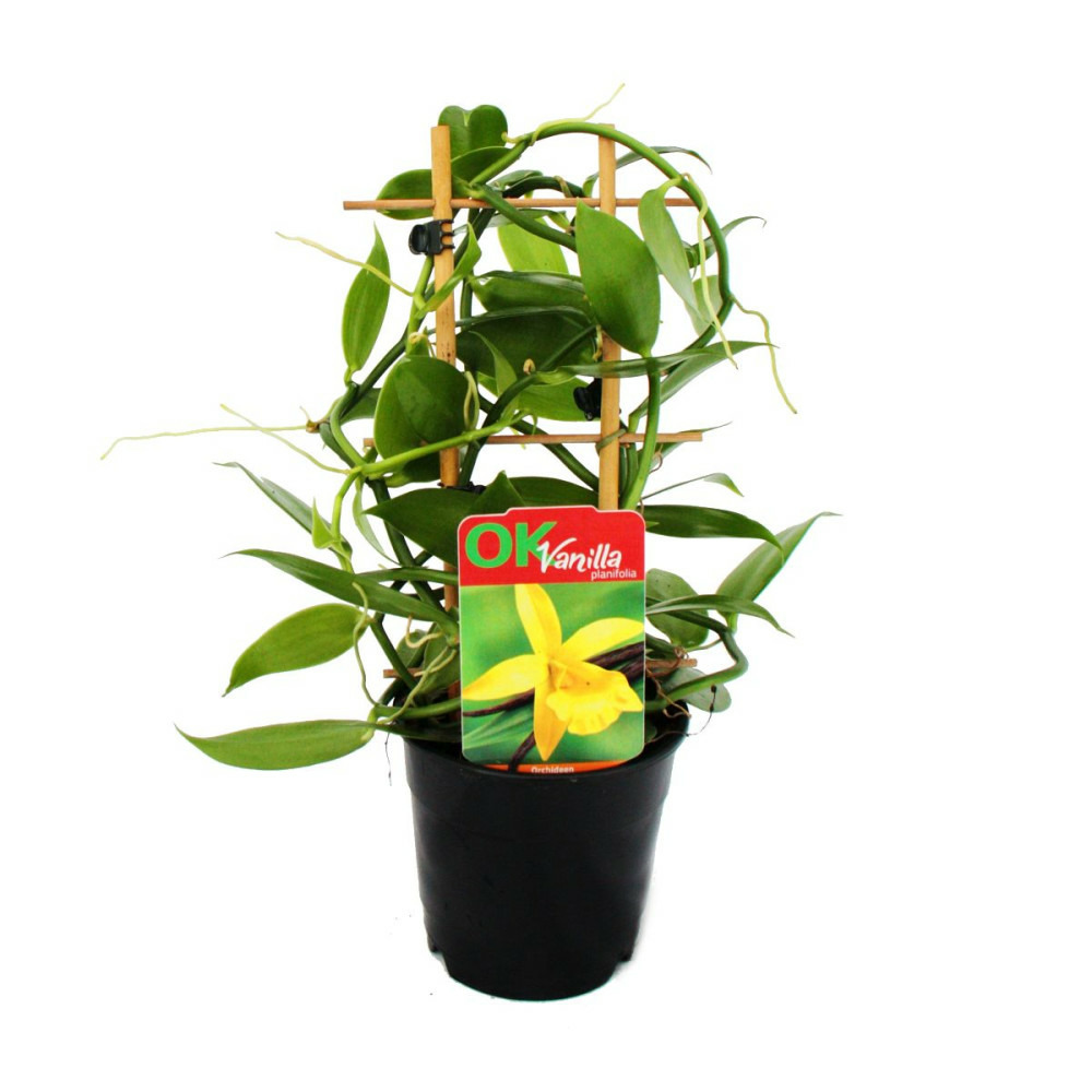 Vanilla planifolia - orchidée grimpante - véritable vanillier sur treillis pot de 11cm