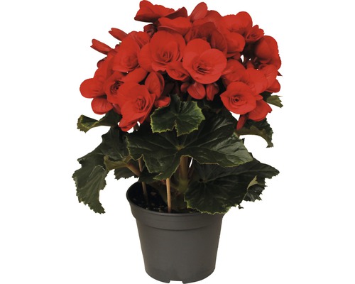 Elatior begonia FloraSelf Begonia elatior 'Baladin' H 20-25 cm Ø 14 cm pot