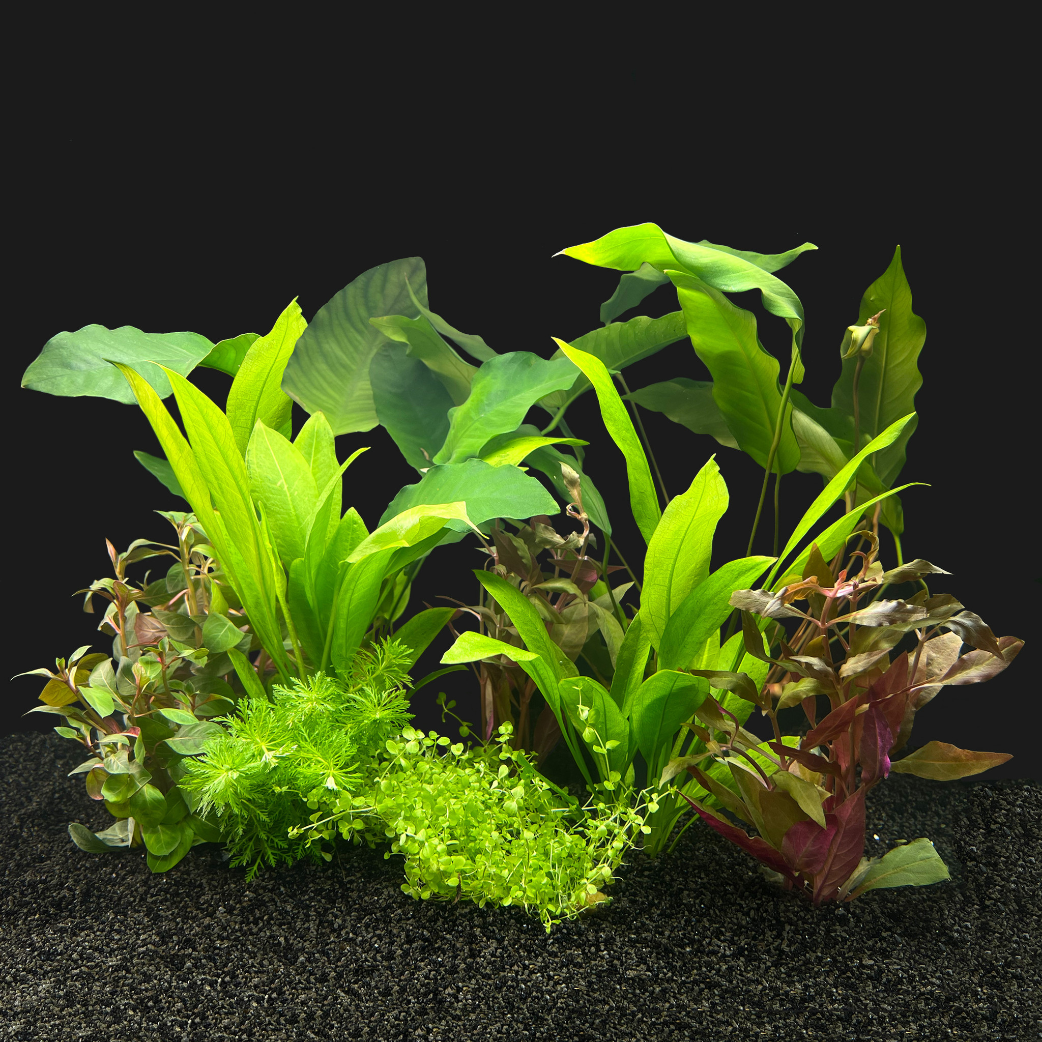 AquastoreXL Plantenpakket Zuid Amerika Large