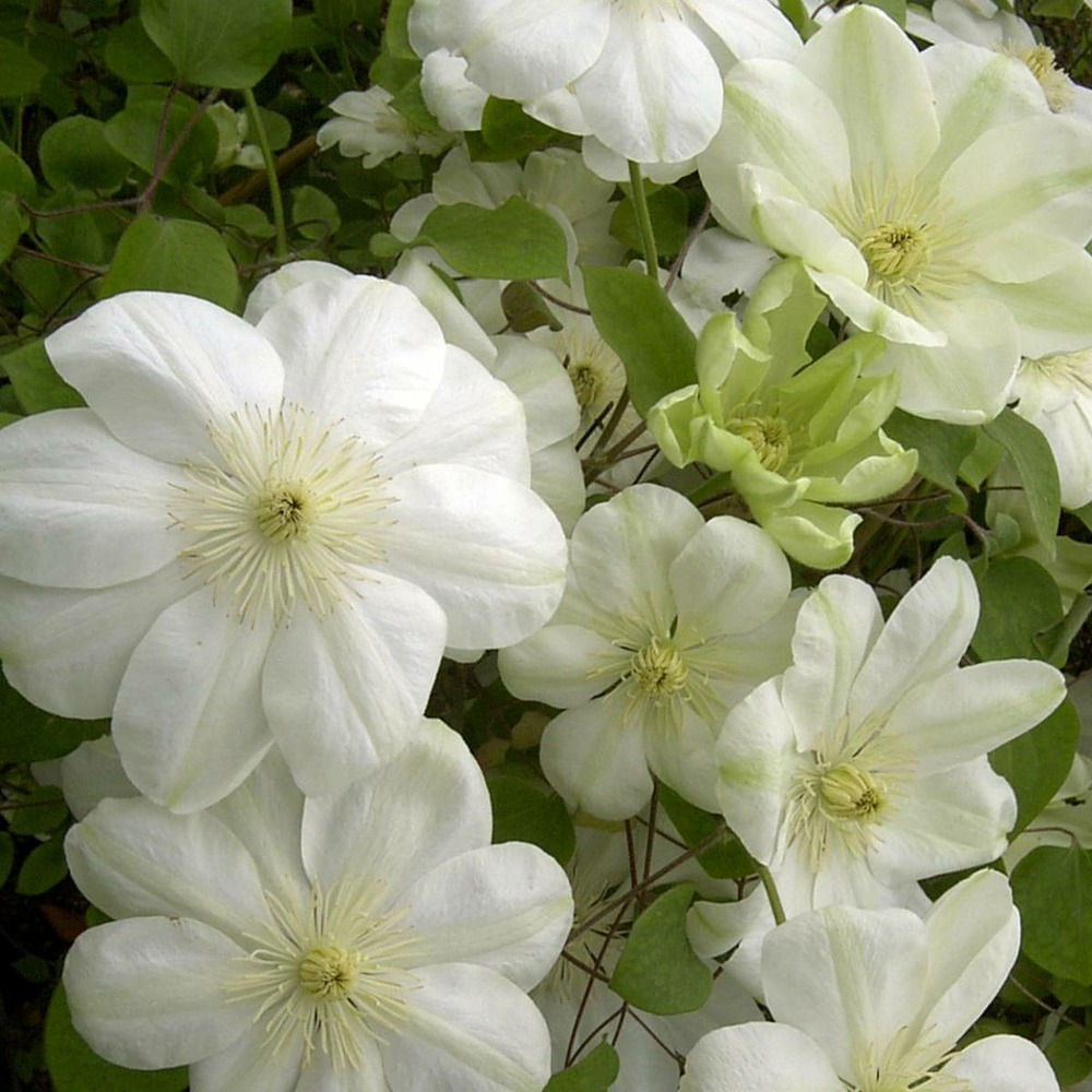 Clématite guernsey cream/clematis guernsey cream[-]godet - 5/20 cm