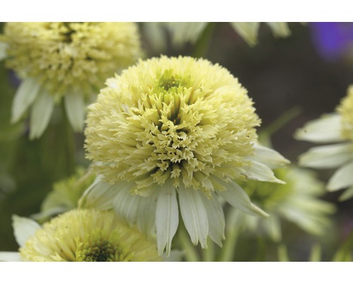 Zonnehoed Mix FloraSelf Echinacea purpurea H 30-40 cm Co 5 L diverse soorten
