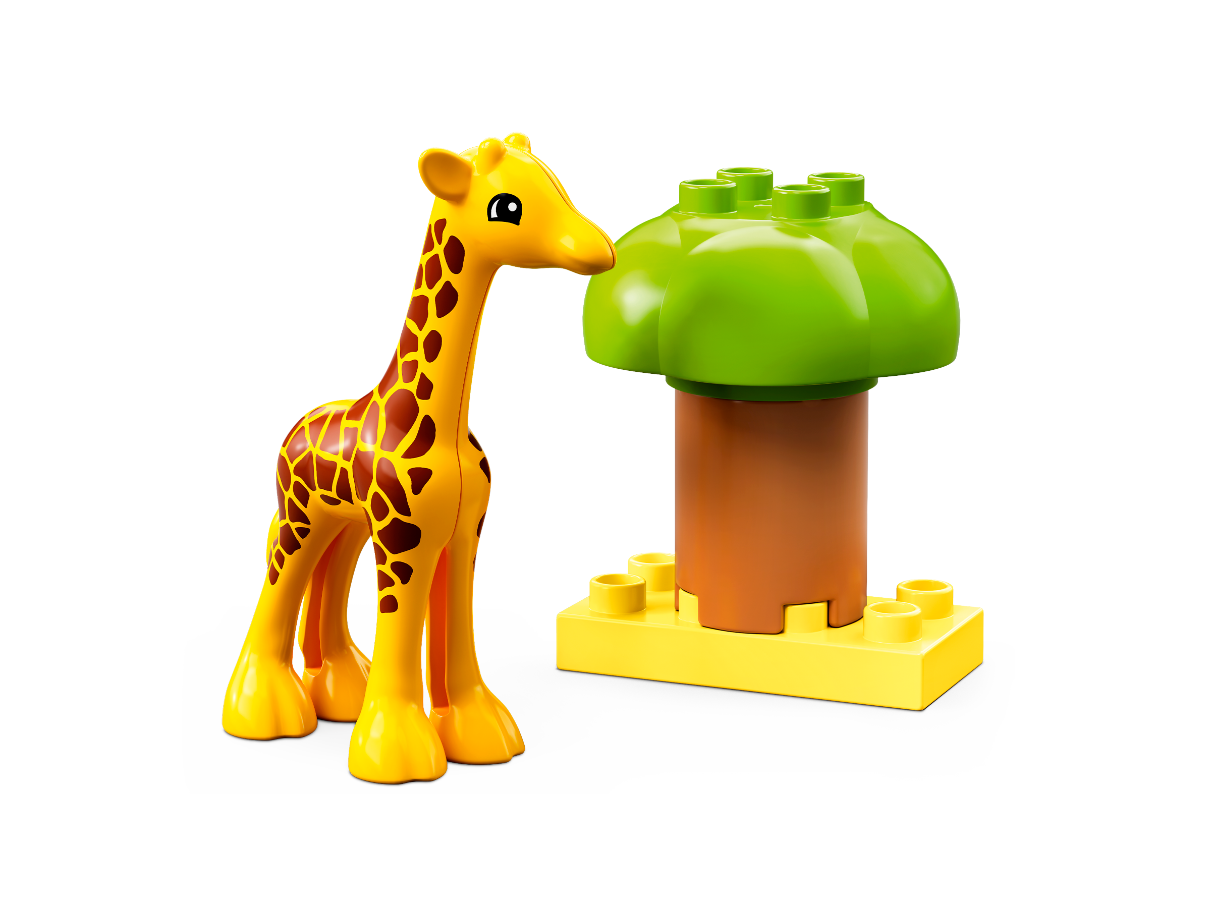 Animais Selvagens da África 10971