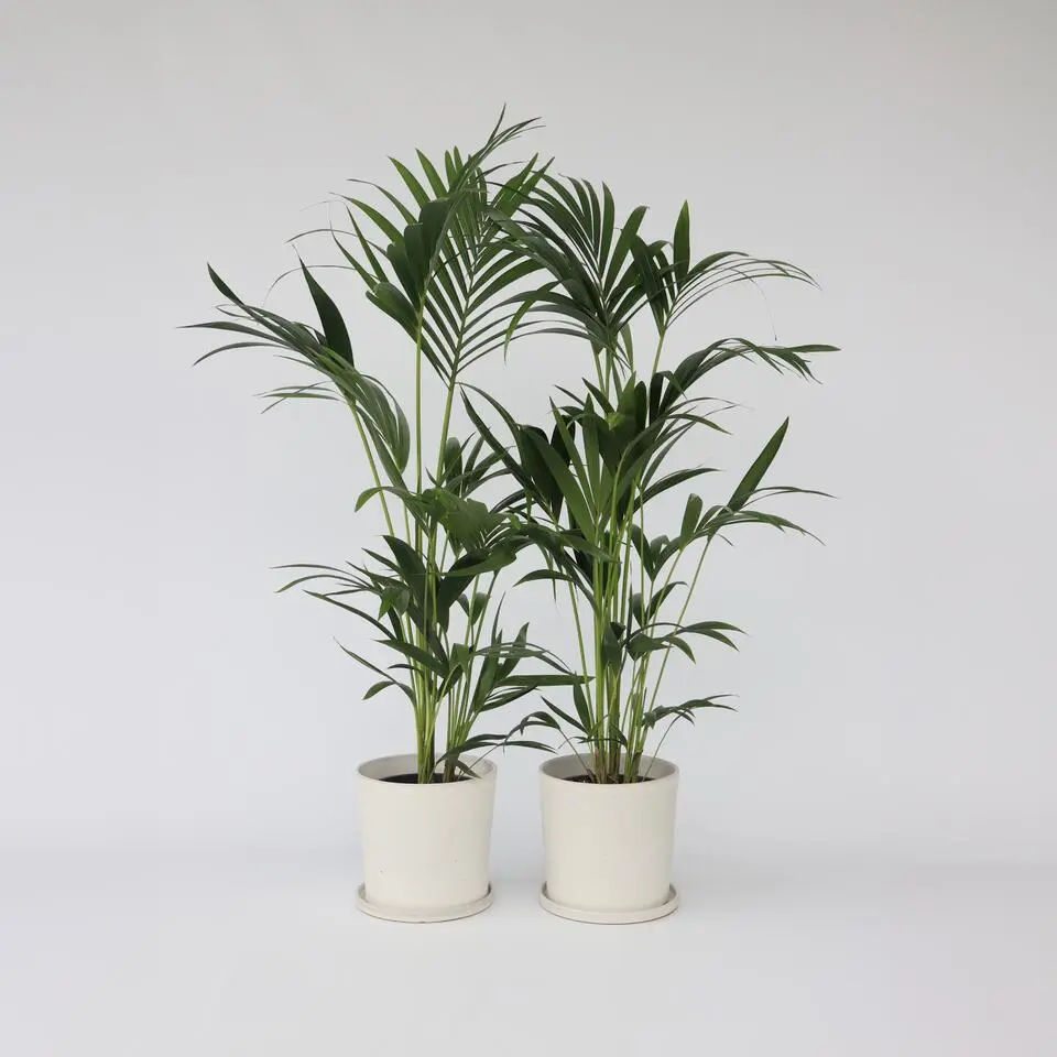 Kentiapalm - Set van 2 - Howea forsteriana - Hoogte 90-100cm - ⌀18cm