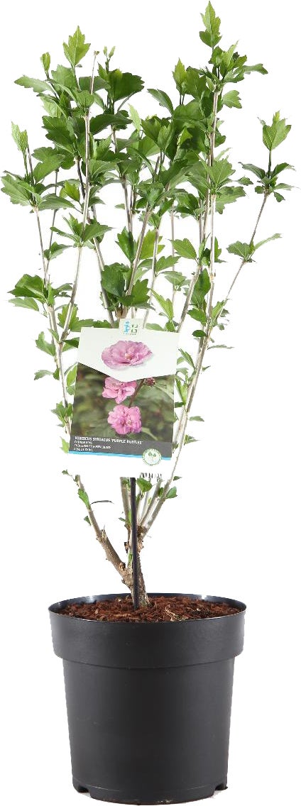 Chinese Roos (Hibiscus syriacus 'Purple Ruffles') D 23 H 60 cm