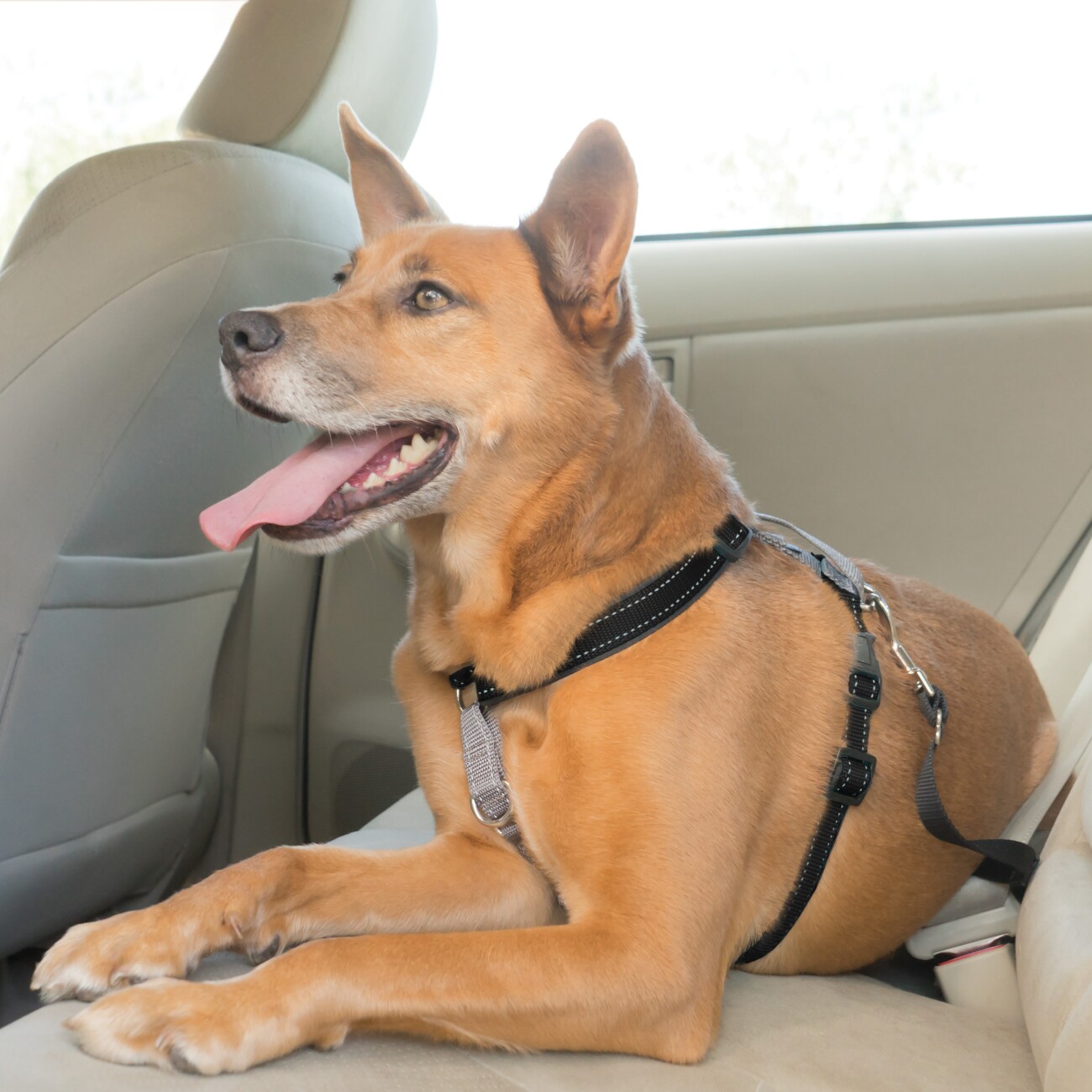 PetSafe 3-in-1-Geschirr und Rückhaltegurt M