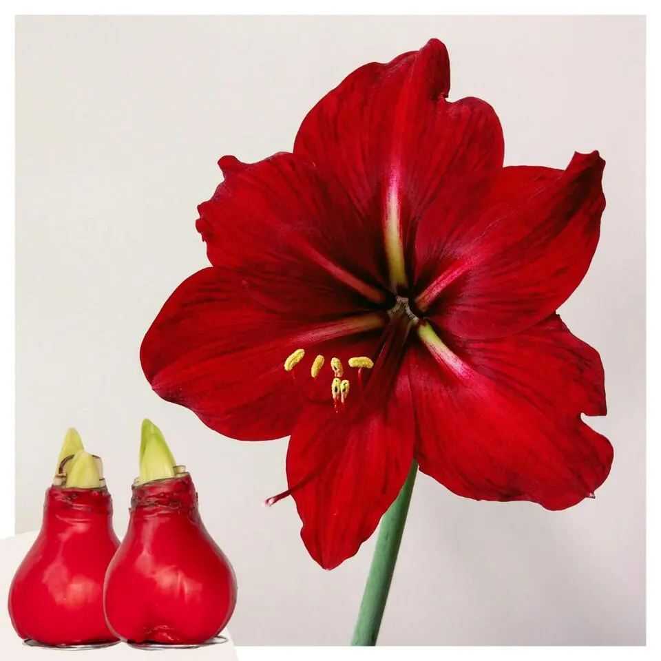 Amaryllis - Hippeastrum 'Wax Red' - Bloembol - Rood