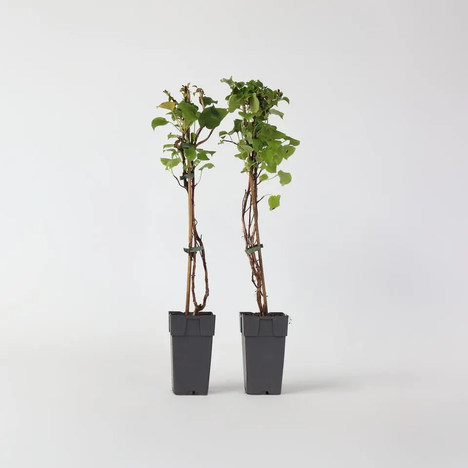 Hortensia - Set van 2 - Hydrangea anomale Petiolaris - Hoogte 60-70cm - ⌀15cm