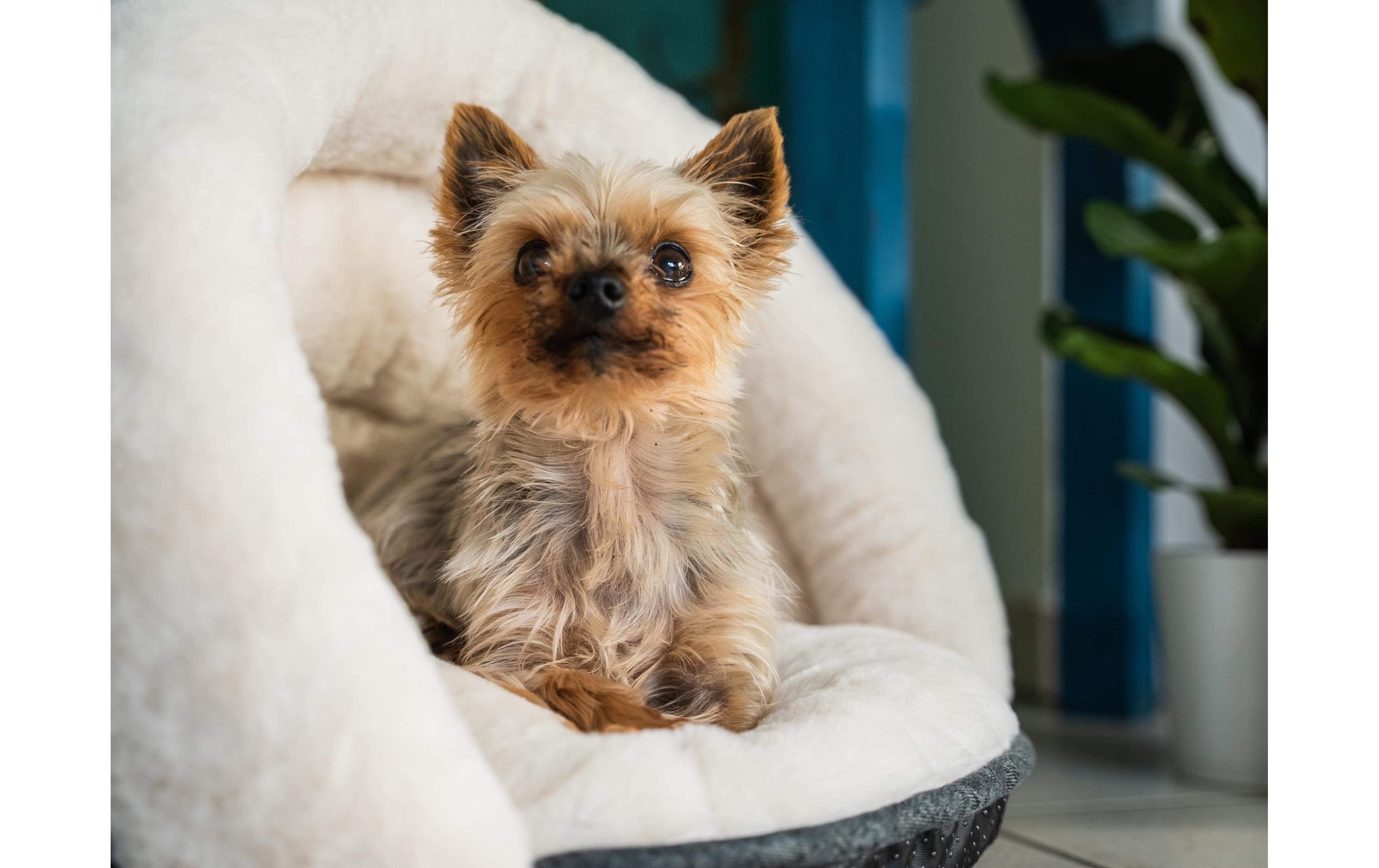 Hunde-Bett LunaSuite, BeigeRückzugssuite in Muschelform