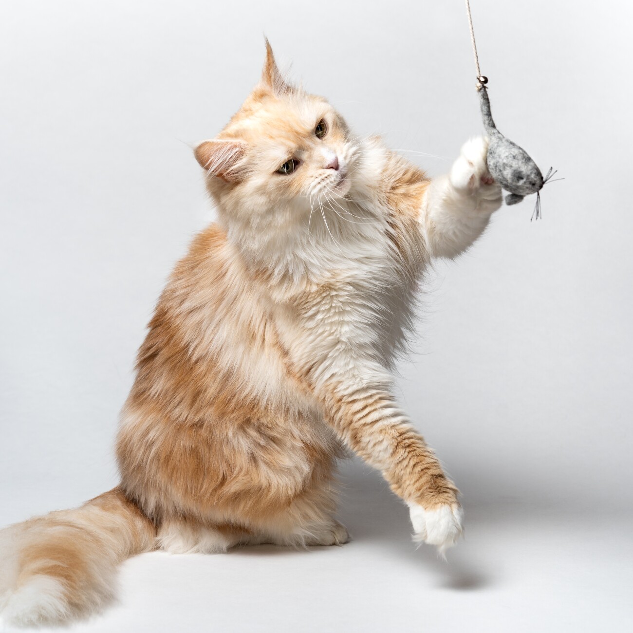 Catlabs Spielzeugset: Miau Moments