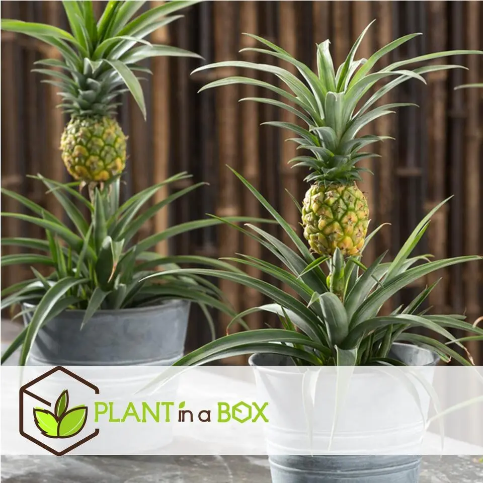 Bromelia - Ananas comosus 'Mi Amigo' - Hoogte 35-45cm - ⌀12cm