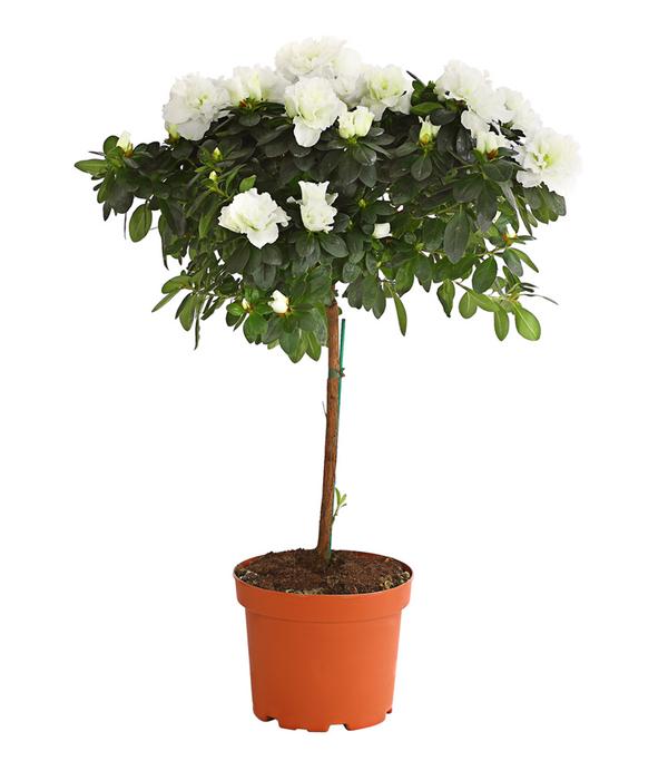 Zimmerazalee - Rhododendron simsii,