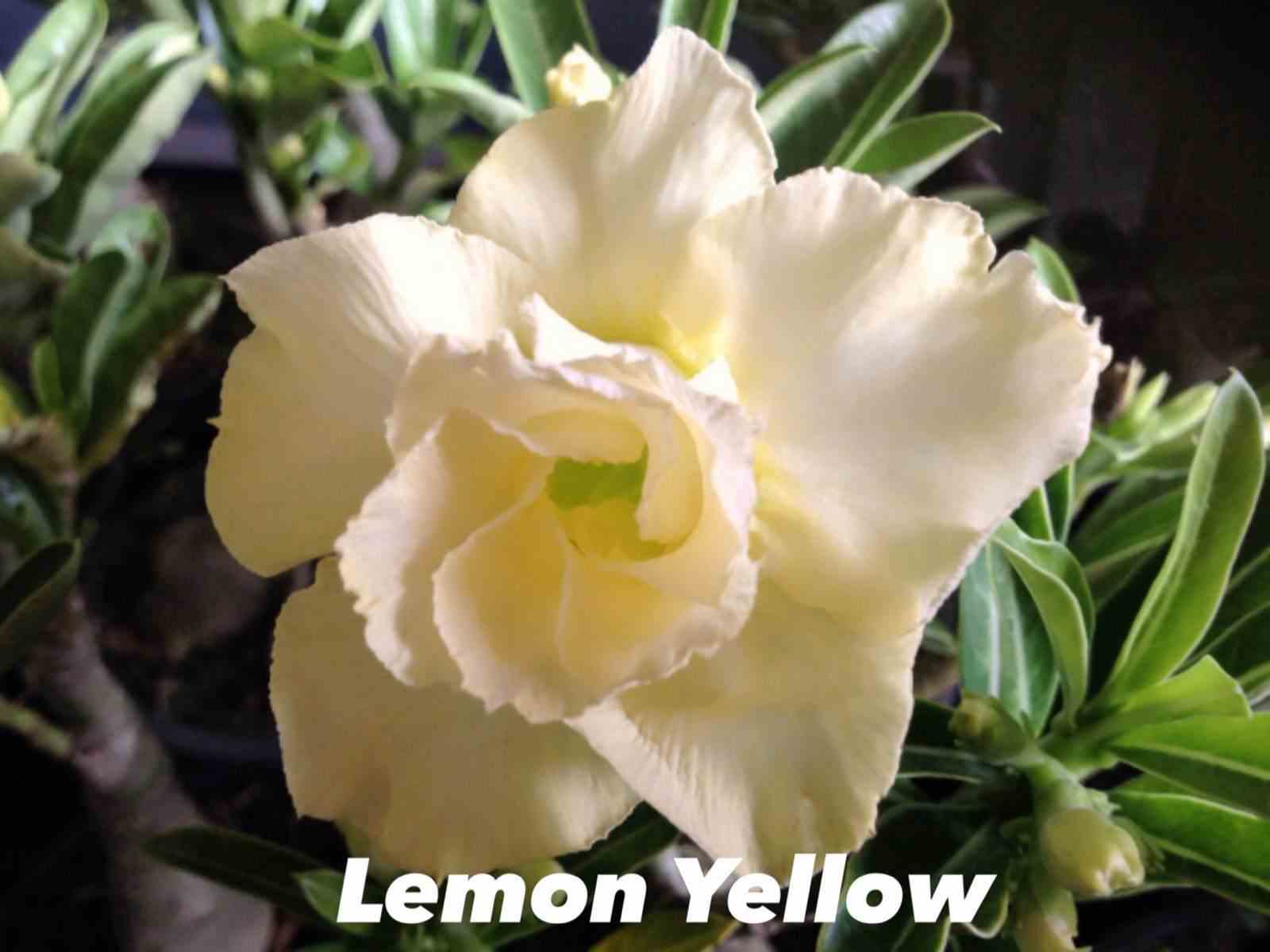 Adenium obesum cv.lemon yellow blanc - taille caudex d'environ 150g