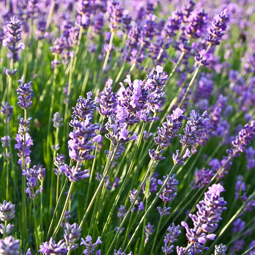 Lavandula angustifolia 'Felice' Lavendel 'Felice' Ø15 cm