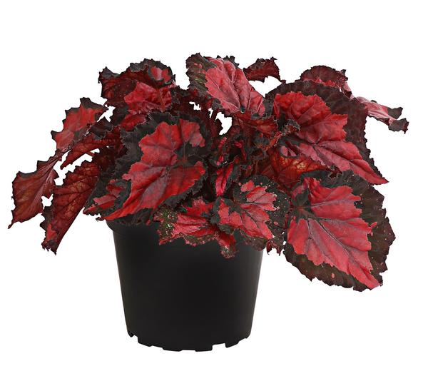 Blattbegonie - Begonia rex-Hybride,