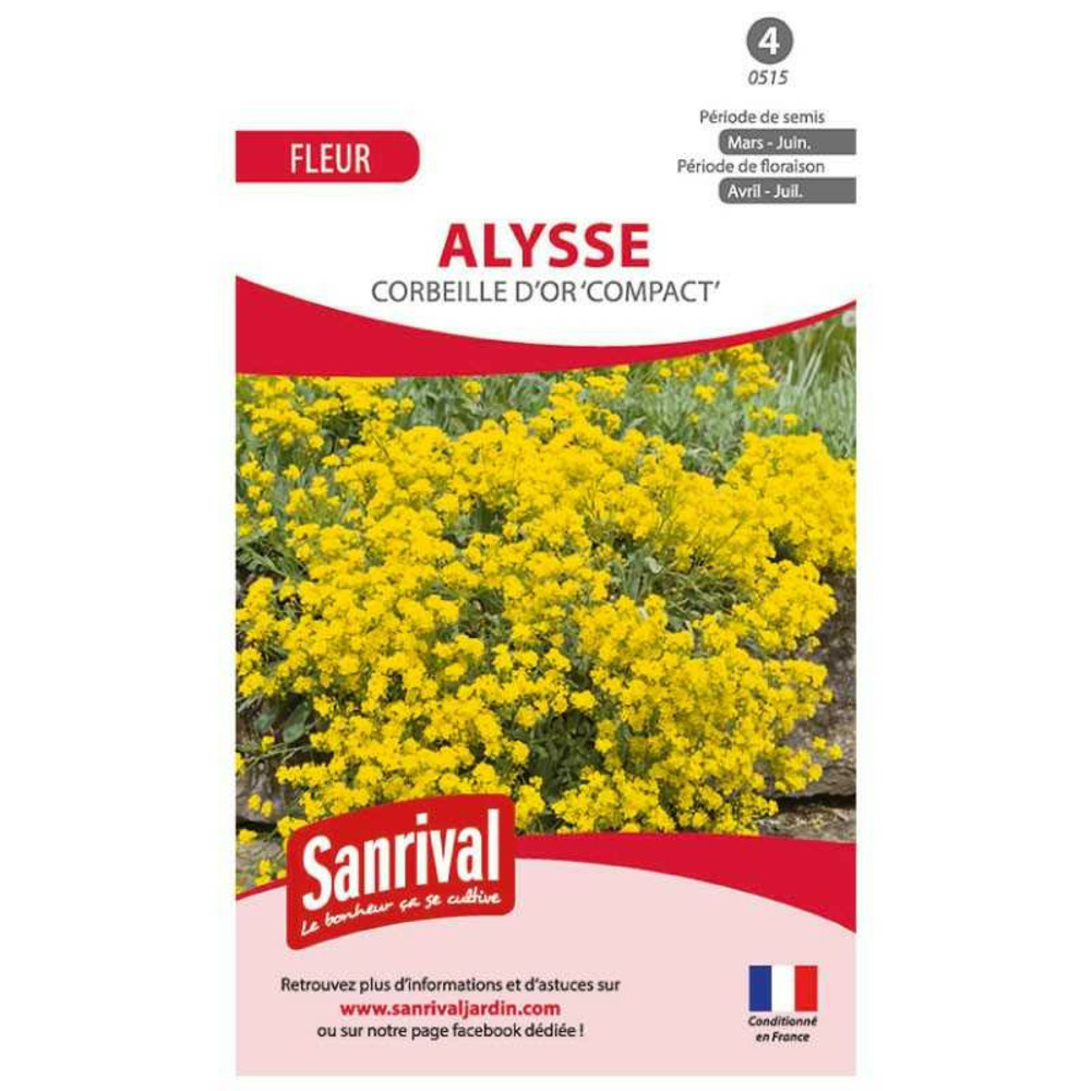 Graines alysse corbeille d'or