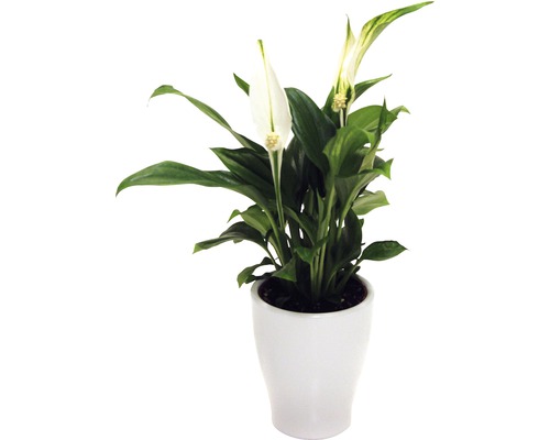 Vredeslelie FloraSelf Spathiphyllum wallisii H 20-25 cm Ø 7 cm pot