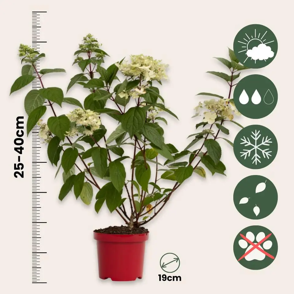 Pluimhortensia - Hydrangea paniculata 'Wim's Red' - Hoogte 25-40cm - ⌀19cm