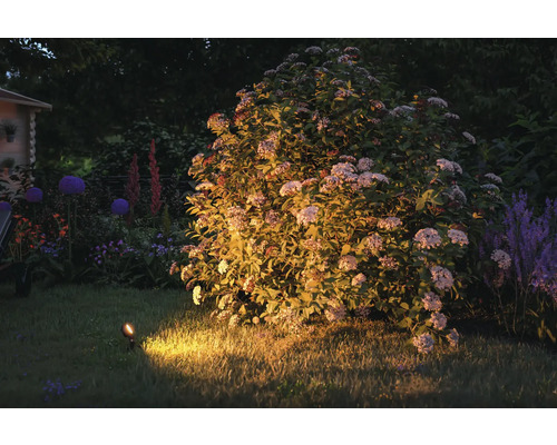 Paulmann Plug & Shine LED-tuinspot starterset, insectvriendelijk, 3 x 6,3 W, 280 lm, 2200 K, Sting antraciet, 230/24 V
