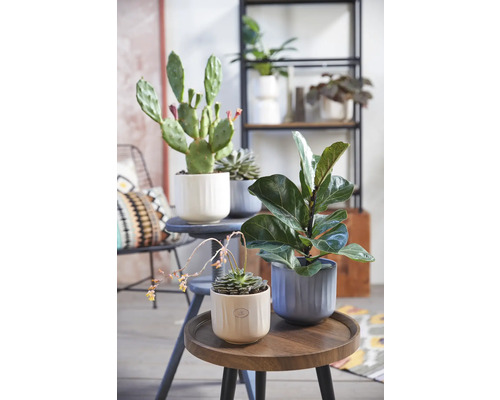 Soendgen Bagua keramische plantenbak, Ø 13 cm, H 12 cm, crème glazuur