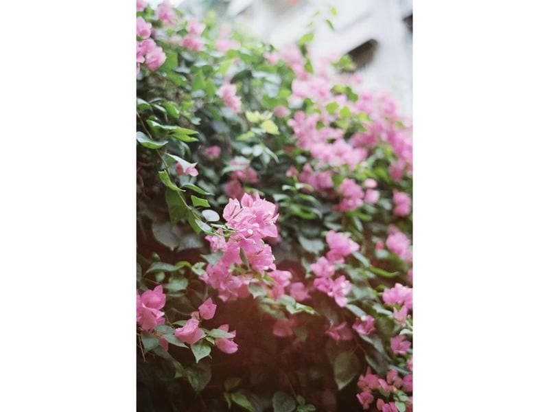 7Artisans Festbrennweite 35mm F/2.0 – Leica M Kompakte, leichte Festbrennweite mit hoher Schärfe