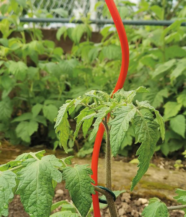 bellissa Stahl-Tomatenspirale Colorata