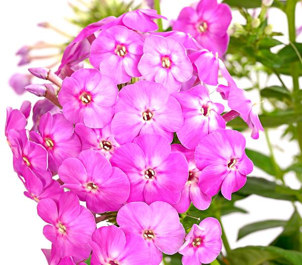 Stauden-Phlox, verschiedene Sorten