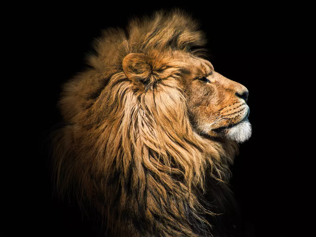 Glasbild 30 x 40 cm Lion III