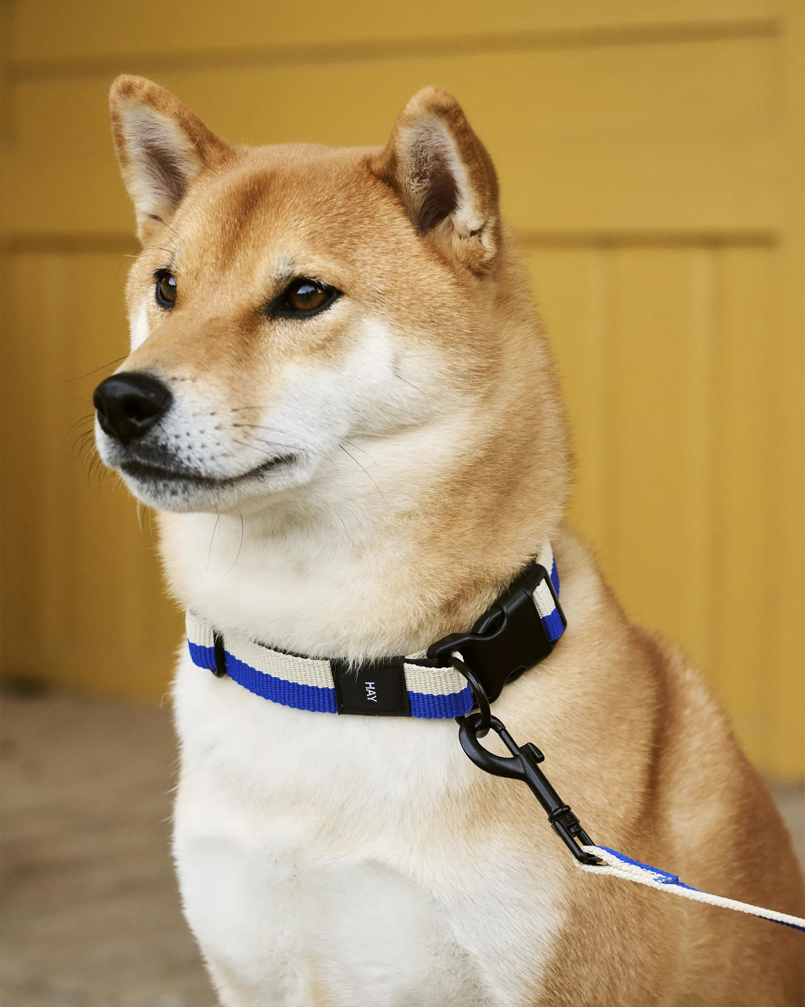 HAY HAY Dogs Collar Flat