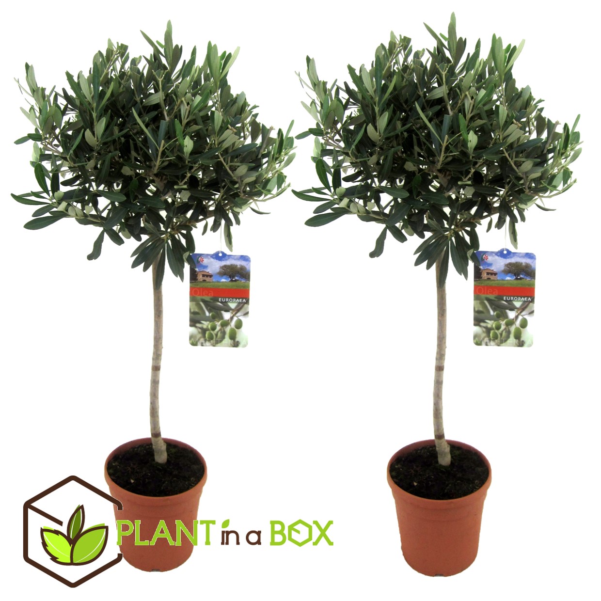 Olea europaea - set de 2 - olivier sur tige - pot 21cm - hauteur 90-100cm