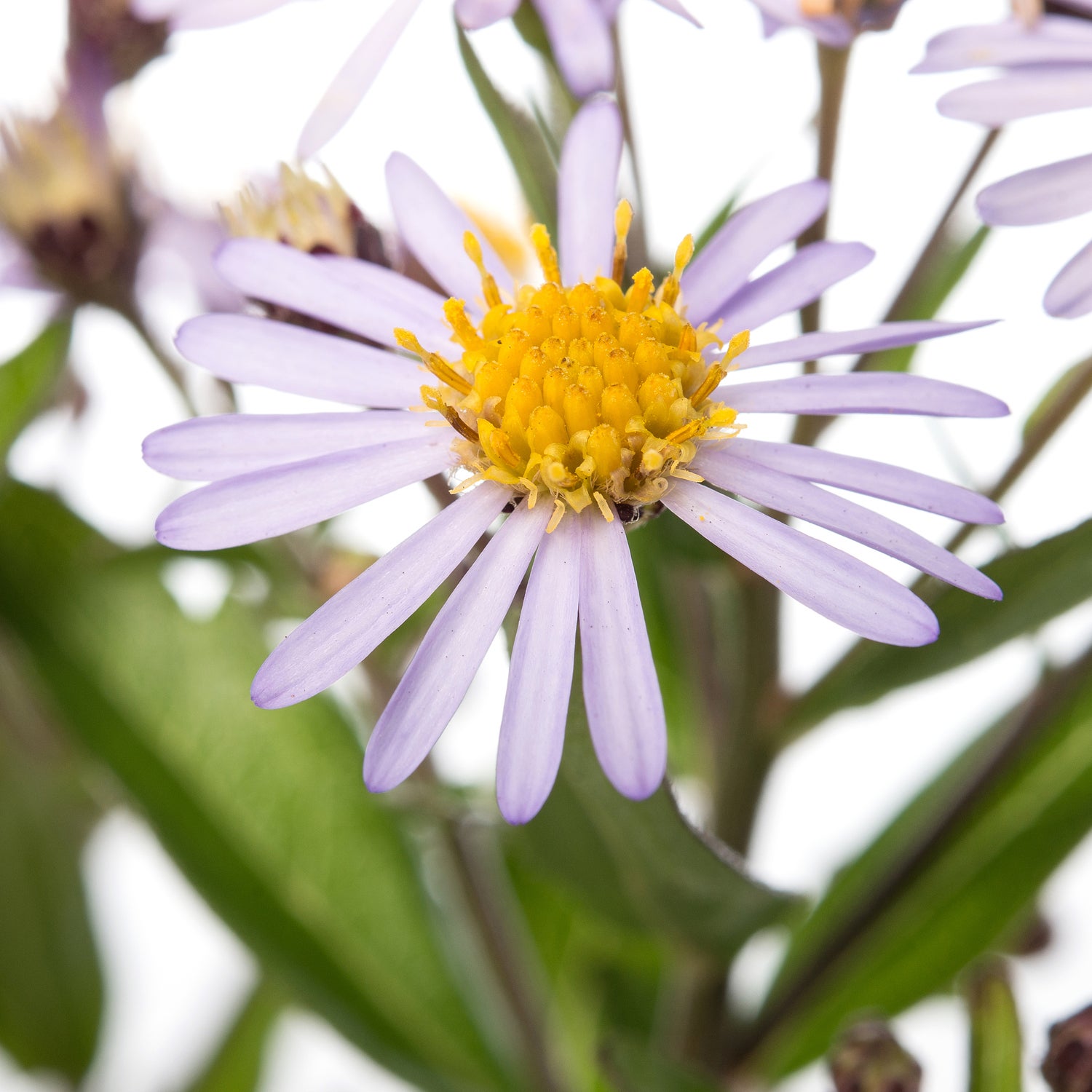 Zomeraster (Kalimeris incisa 'Nana Blue') D 11 H 10 cm