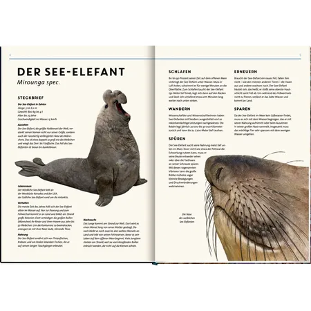 Coppenrath Verlag Lebensgroß - Tiere der Meere und Ozeane