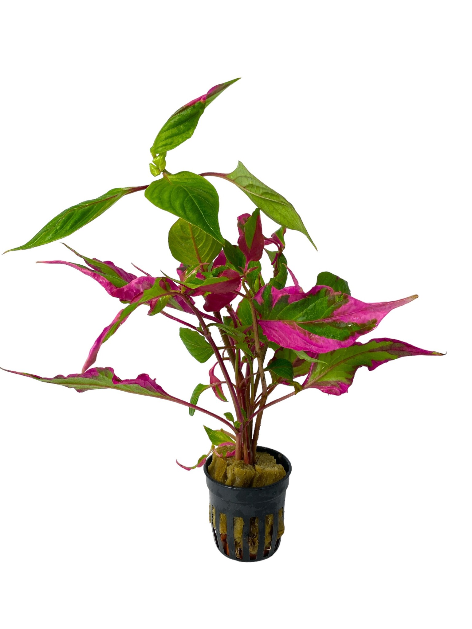 Waterplant Hygrophila Corymbosa Pink