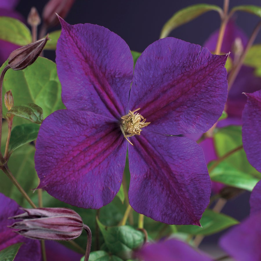 Bosrank (Clematis 'Star of India') D 16 H 75 cm