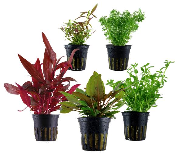 Dehner Aqua Aquarienpflanzen-Set