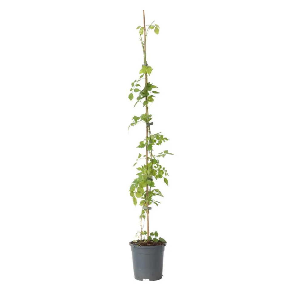 Trompetbloem - Campsis radicans - Hoogte 110-120cm - ⌀17cm