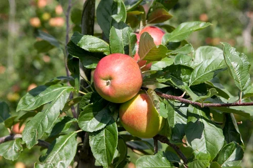Malus domestica 'Summerred' Eple 'Summerred' Geneva 202® Høyde 150-200 cm