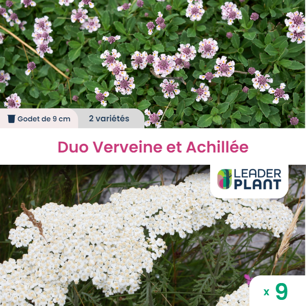 Duo verveine et achillée