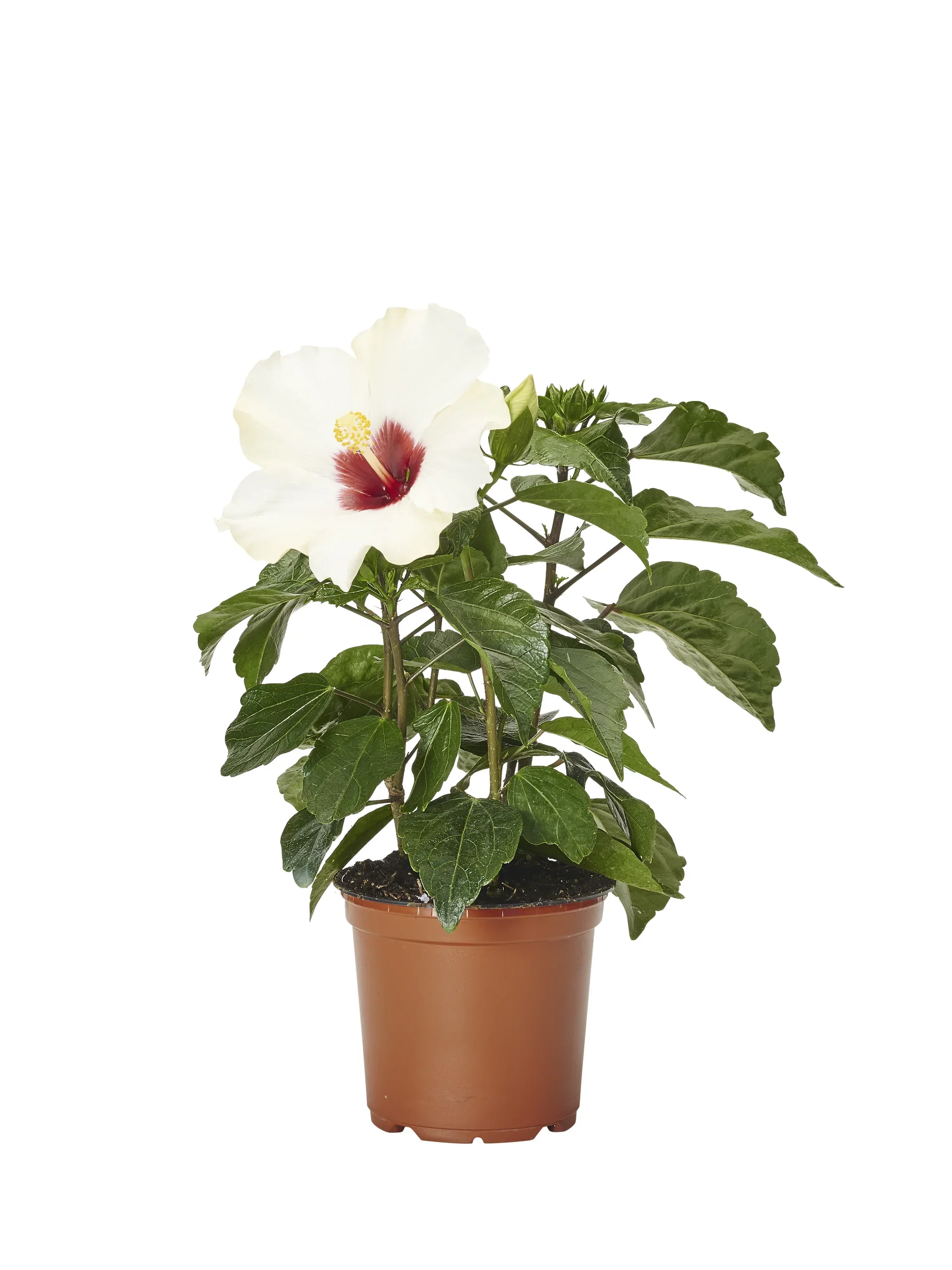 Hibiscus Hawaiirose Høyde 25 cm