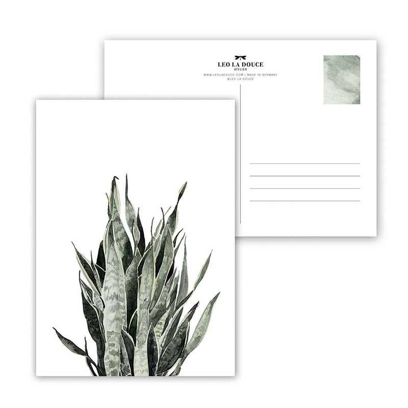 Carte postale Sansevieria Leo la douce